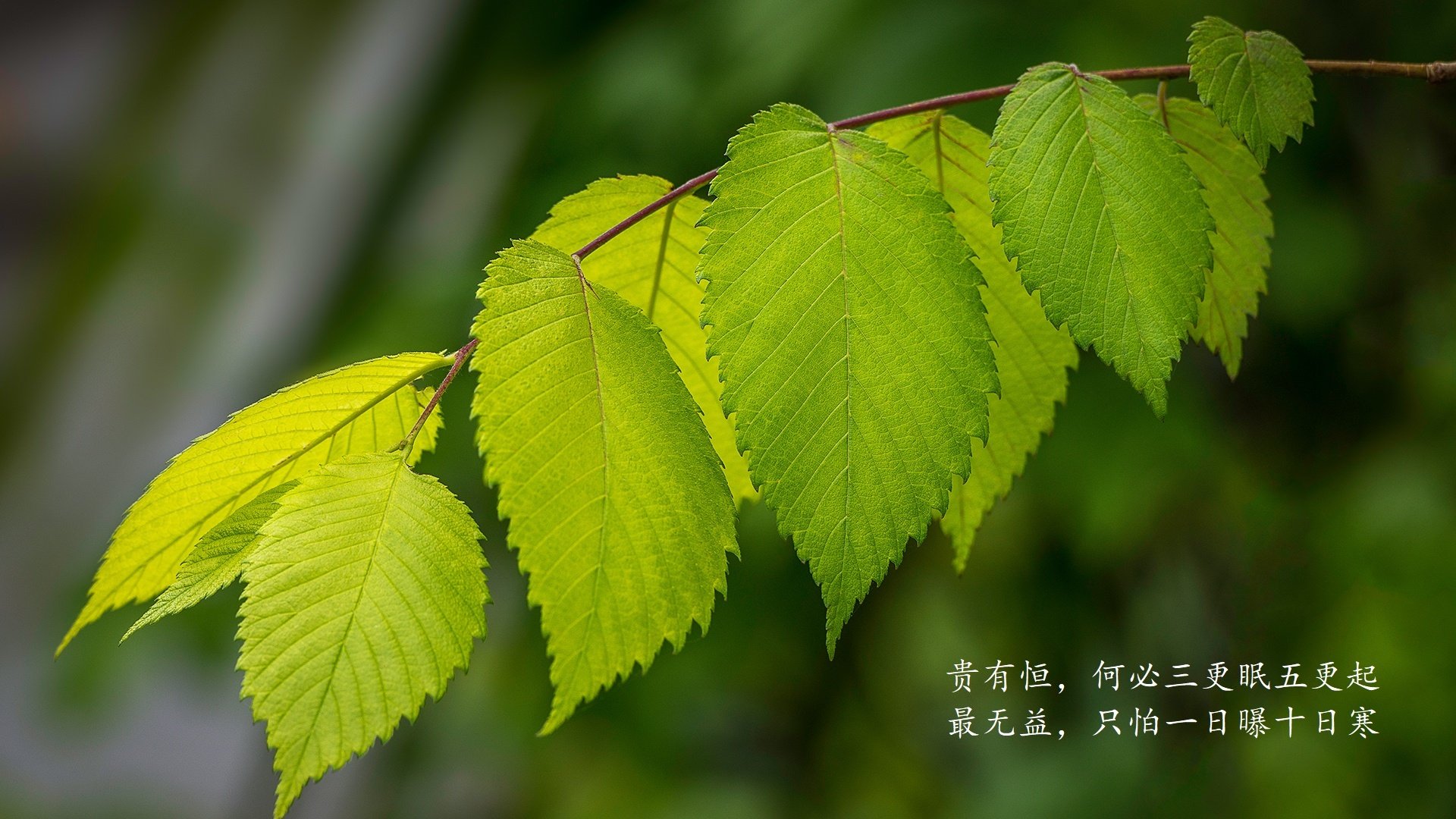 LEYU乐鱼体育官方网站-_勇士豪取五连胜，三分雨持续飘洒_，勇士三节120分
