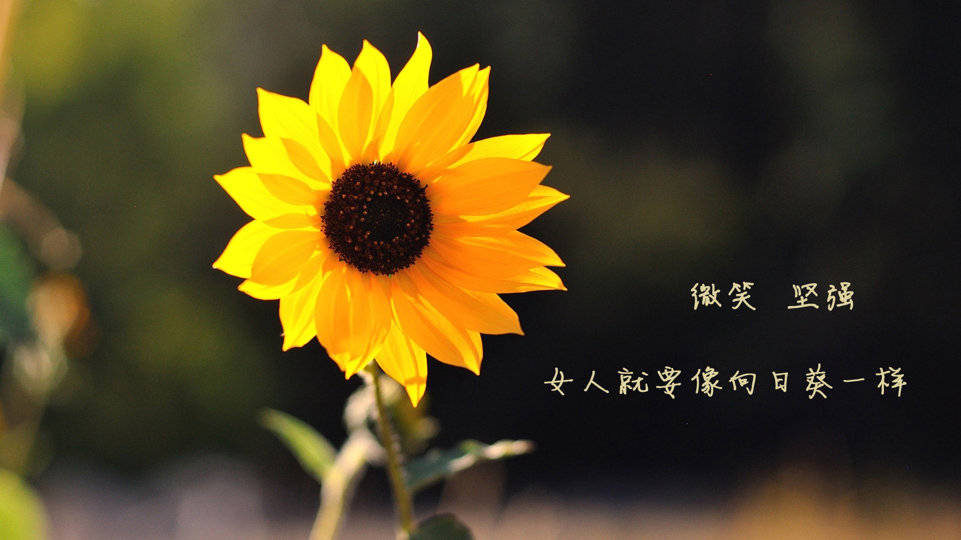 战绩对比：排名前十球队的优势分析，球队实力对比