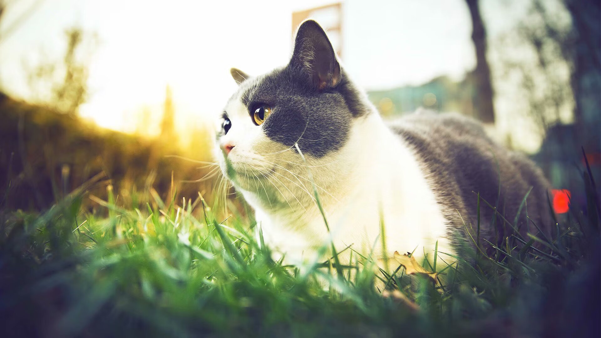 快节奏是否更容易诱发对手情绪波动，快节奏好处