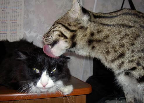 皮特·斯图斯:从世界最佳球员到南非队的防线支柱,皮斯特耶